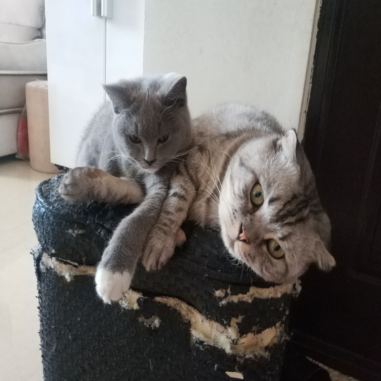 霸道猫咪与小迷猫的日常生活，童话里的故事现实上演，羡煞旁人！