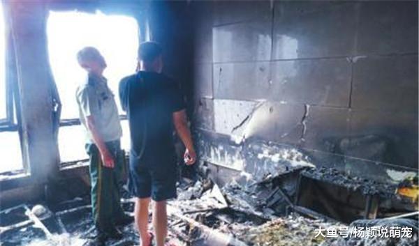 半夜狗狗跳到床上乱叫，女主人起身一看，腿都吓软了