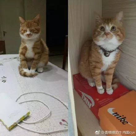 有人说，这是快速区分男女喵的方法，只不过…