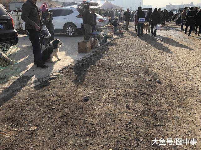 男子本打算将阿拉斯加当肉狗卖, 因商贩开价太低买主辗转多家!