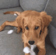 这5件事，会让狗狗伤透心，宠主千万不要做！