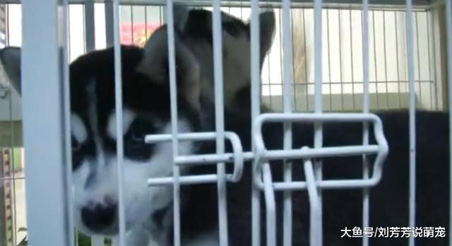 3贼凌晨连撬4家店！偷了两只“二哈”溜了 最有意思的还在后面！