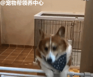 小柯基越狱屡次失败，最后它使出了绝招！