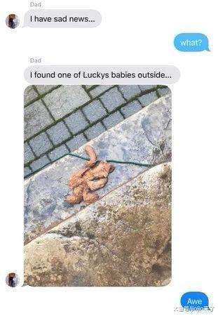 狗狗最愛的泰迪熊被風雪摧殘，可愛老爸帶回家緊急施救暖哭網友