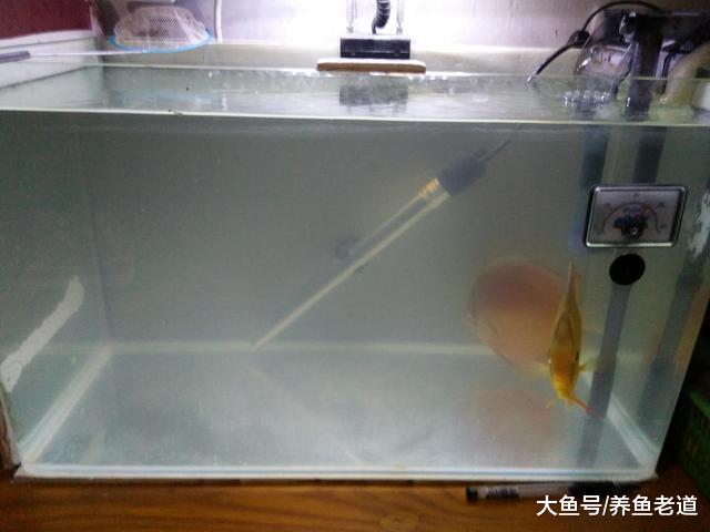 本来鱼缸水质不应该白浊，既然出现大问题了，我们就要快速处理