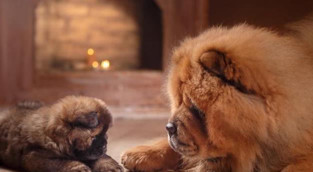 为什么松狮犬越来越不受欢迎？网友：它这些缺点让我难以忍受