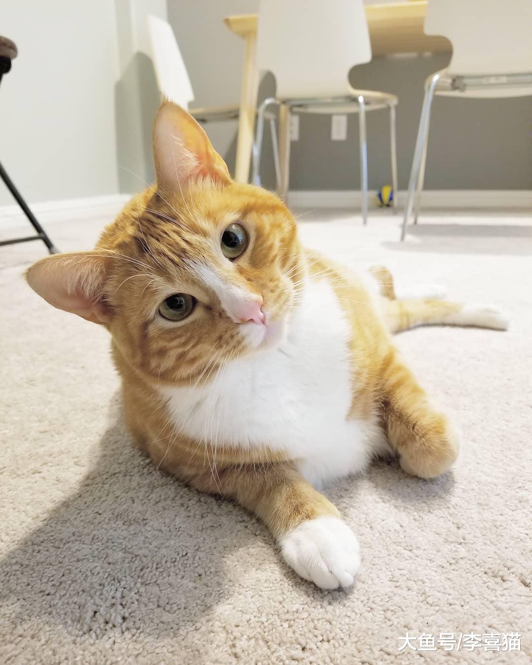 貓咪把抓到的小動物放到鏟屎官面前，其實源自于它們帶孩子的本能