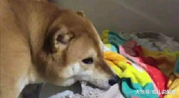 拆家從來都不是二哈的“專利”，柴犬拆家不比二哈差