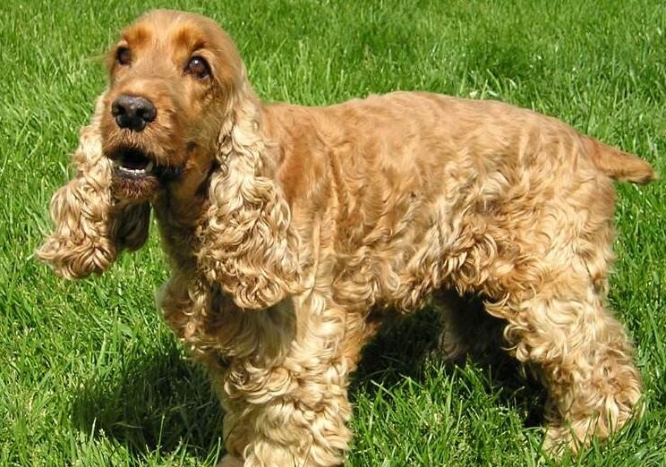 解读“英国可卡犬”，世界级的伴侣犬，在欧美风靡至今