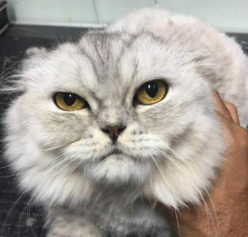 主人带猫去剃毛, 看到猫剪完后的表情, 网友笑喷: 老板赶紧跑路吧