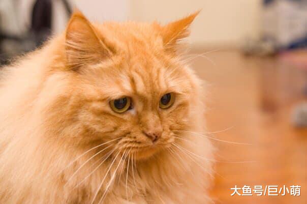 猫咪因肾病离世，留下一千多根针头，记录主人和猫对抗肾病的日子