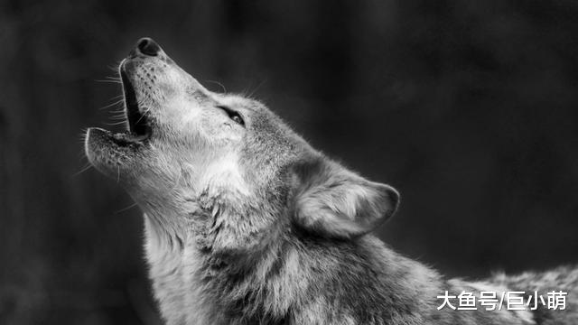 都说狗狗是有感情的，那它伤心会哭吗？狗狗流泪的真实原因