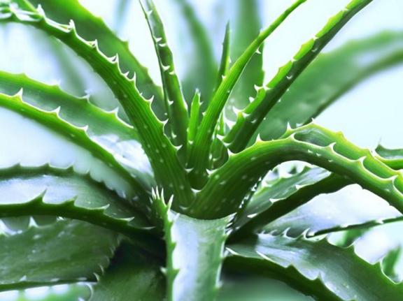 冬天最容易养的6种花，几乎不用怎么打理，种上就能开满盆