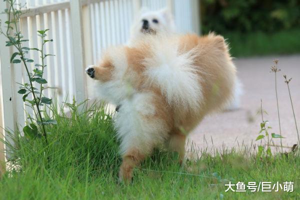 狗狗尿路感染，是怎么引起的？注意8个方面可以降低患病几率