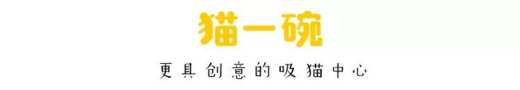 励志喵生吸粉14万人！生活不易，你却还没有一只猫努力！