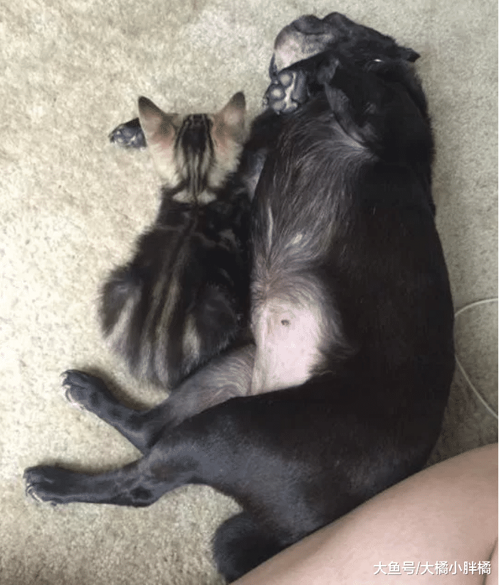 小猫被母亲抛弃，被救后喜欢抱着手臂睡觉，这种报恩行为太可爱了