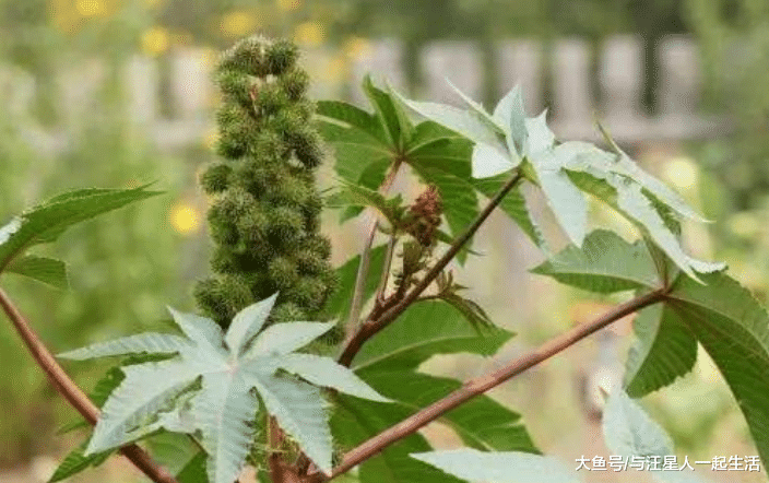 它浑身都是毒，入侵我国却被大量种植，如今全球年产量55万吨