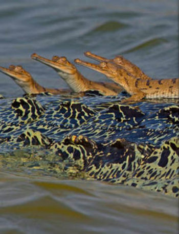 活久见！鳄鱼带娃的温馨场面，网友：密集恐惧症要犯了