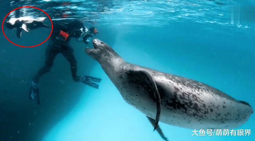 摄影师在南极洲遇到一只热心肠海豹，海豹把他当成废材，天天给他喂吃的……