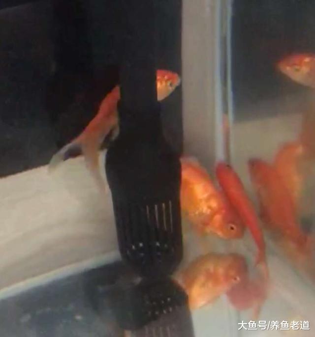 為什么說這些小金魚的飼養難度，會大于七彩神仙魚！