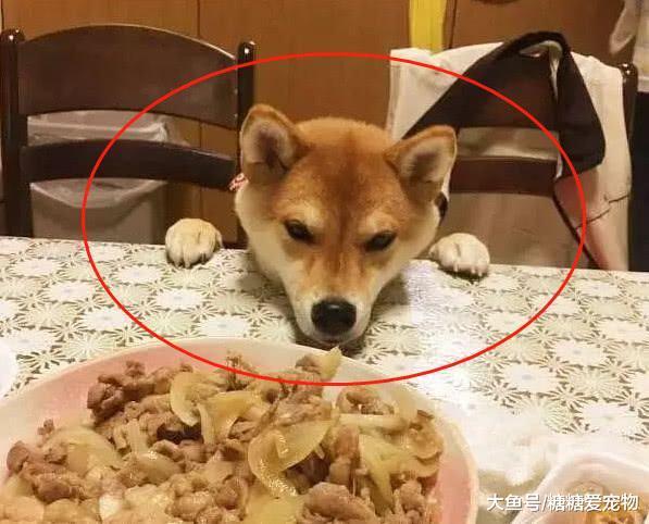柴犬上餐桌搶飯吃，結果卻被擠出了“搞怪臉”，主人：要點臉行嗎