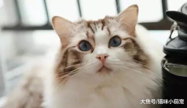 给猫咪洗澡不简单，需要注意的事项有很多！