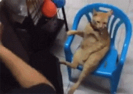 自从养了橘猫，我终于体会到什么叫“十橘九渣”！