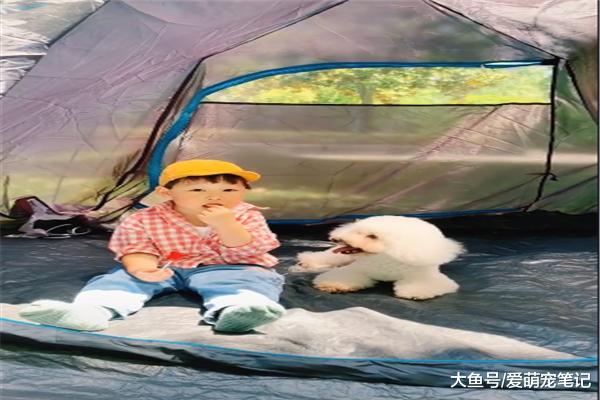 贵宾犬来到家，就主动当起了孩子的“大玩具”，得开多少工资给它