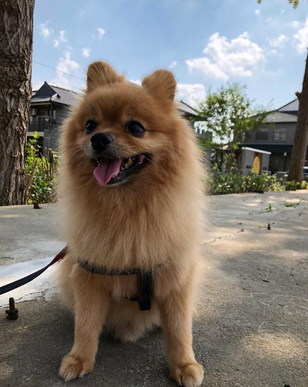 狗狗出门爱闹腾，稍不注意就会闯祸，宠主挑好绳很重要！