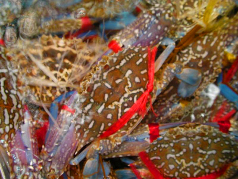 探索船钓技巧：钓大鱼的常用活饵