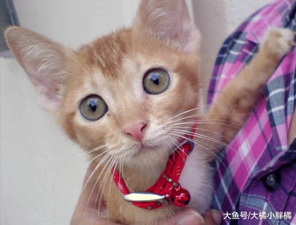 猫咪“回头看”的5个场景，怪不得那么敏感，你家猫咪也爱这样吗