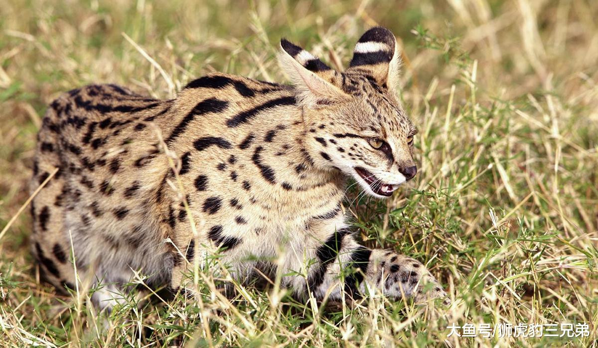薮猫：野外霸人洞穴的无赖，却是可以家养的“迷你型猎豹”