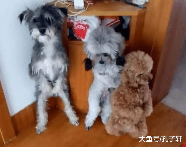 三只狗狗抢食被主人罚站，中间那只灰泰迪，你是想把主人笑死吗？