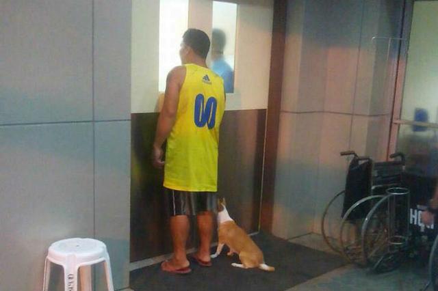 狗狗怕看医生，打死不肯进医院，主人可以做这些让它不抗拒