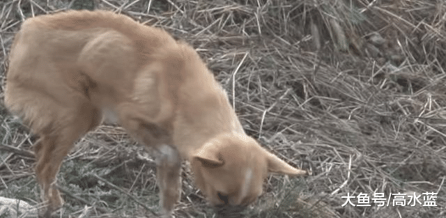 田园犬用鼻子拱食物，看似搞笑，抬起头的那一刻，让人心生怜悯