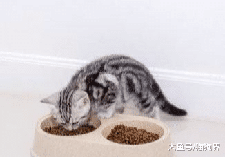 不要总给猫咪吃零食开小灶，还是攒钱给它买点好的猫粮吧