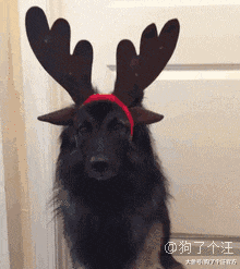 狗狗为了收获你的爱，偷偷进化了三万年