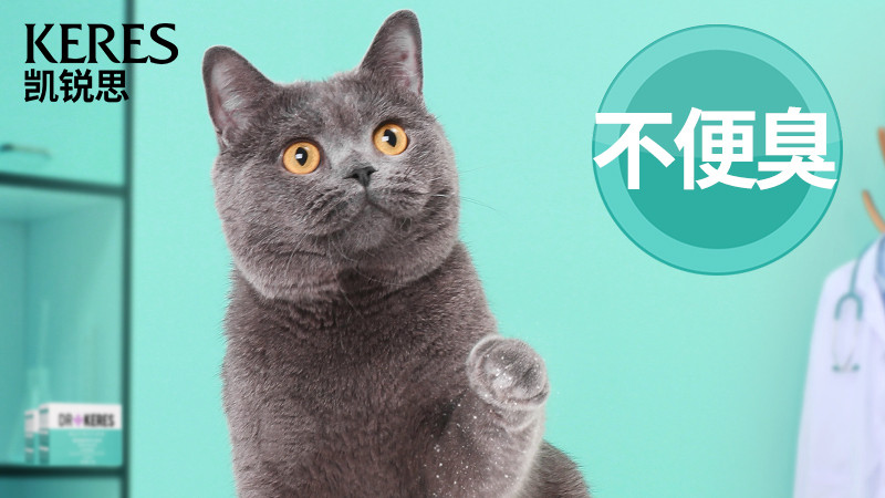 益生菌，有助于改善猫咪肠道问题，增加猫咪的食欲