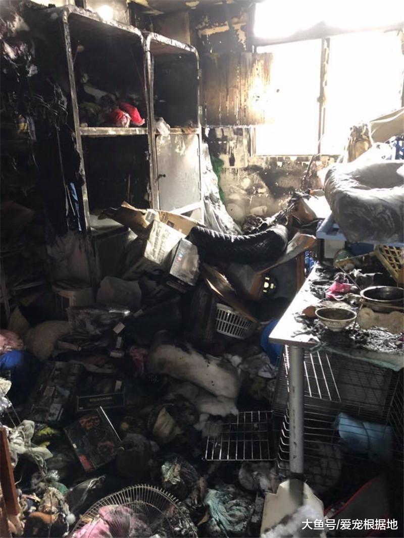 9只爱犬被突发火灾夺去生命，主人含泪发文提醒，用电安全很重要