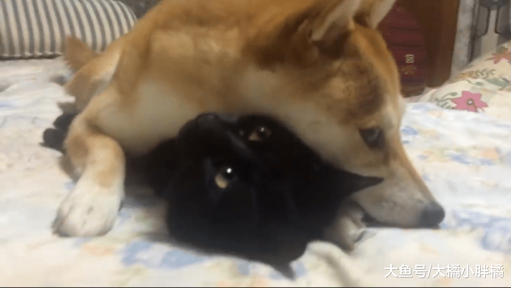 柴犬不把猫咪当回事儿，每天变着花样捉弄猫咪，猫：谁来救救朕？