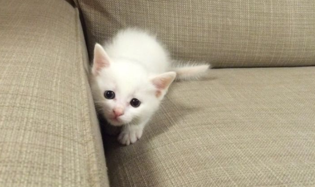 猫薄荷的魔术，能让猫咪开心一个下午！