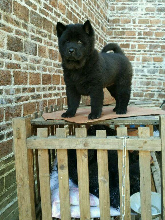 uc浏览器  查看更多精彩图片黑狗辟邪2:黄狗白面金不换打开uc浏览器