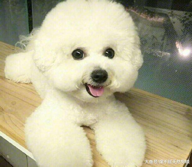 为什么大家都不太敢养比熊犬？这5点，不是人人都能接受！