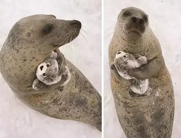 抱著毛絨玩具睡覺的萌寵們