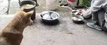 狗和鸡从小玩到大，主人杀掉鸡后把骨头给狗吃，狗却默默的流泪！