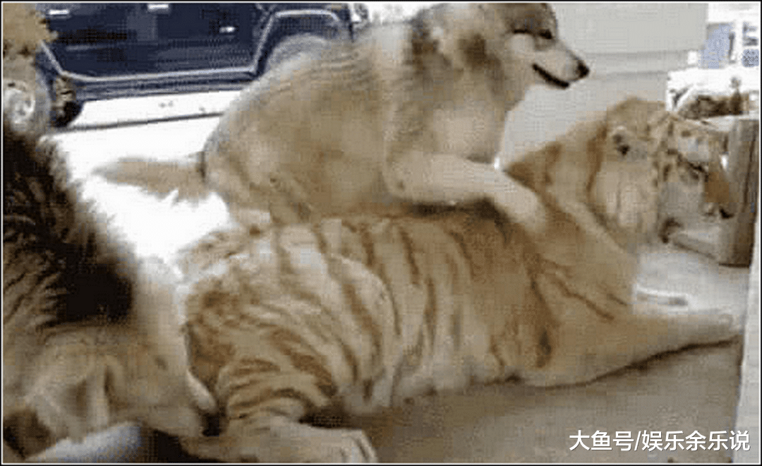 哈士奇总是犯错，男子带老虎回家震慑二哈，隔天看到这幕不淡定了