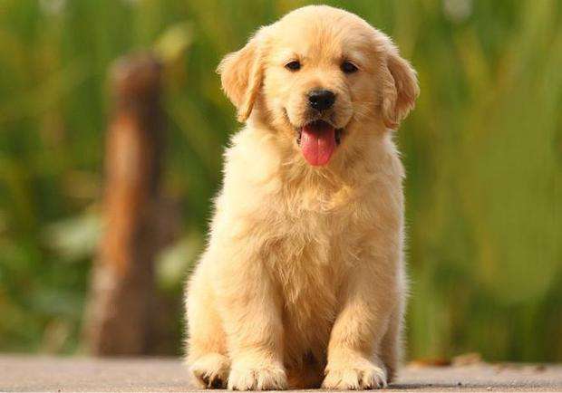 金毛犬如何饲养，金毛饲养攻略大全！