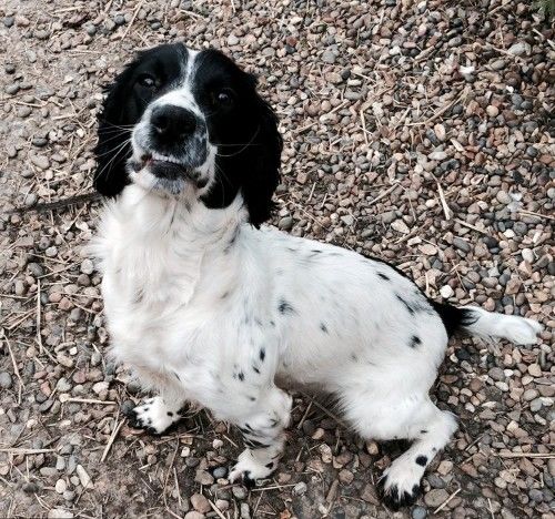 一只狗在家里被残忍地偷走后，三年后奇迹般与主人重聚