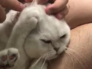 铲屎官给猫咪掏耳朵, 掏完后画风大变, 主人一看笑到胃抽筋