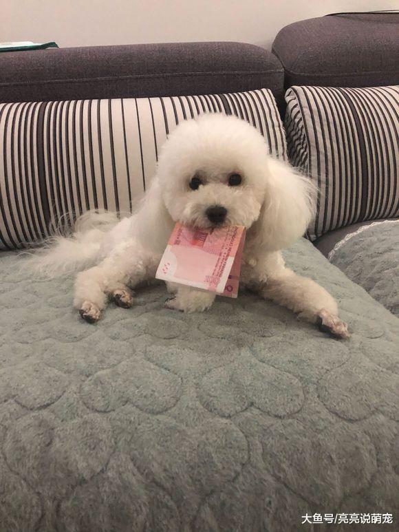 比熊最近感觉不是很舒服，拿上钱自己就要去洗澡